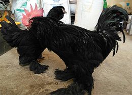 rare blak Azerbaijan breed