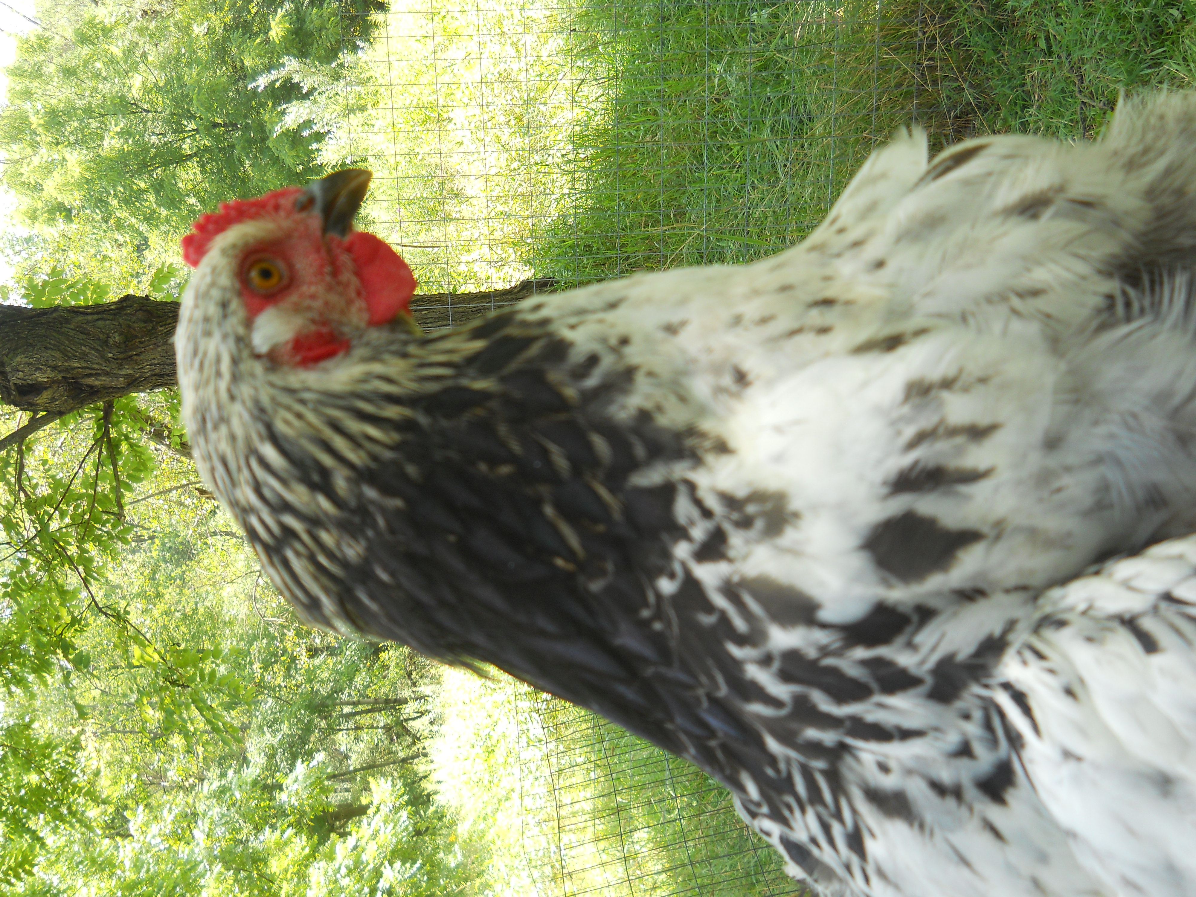 rare Brahma roo