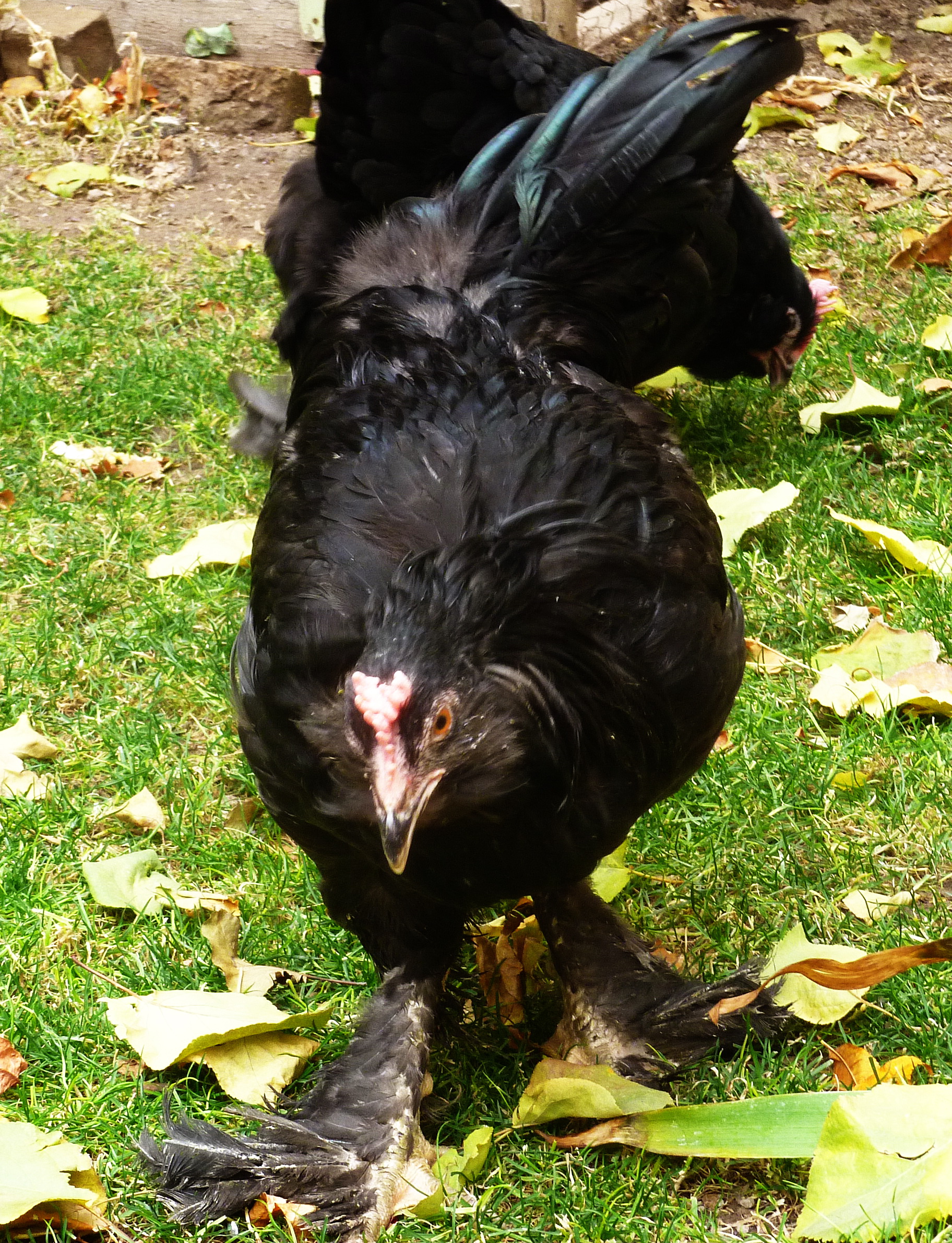 rare ploutry breed
 marandi