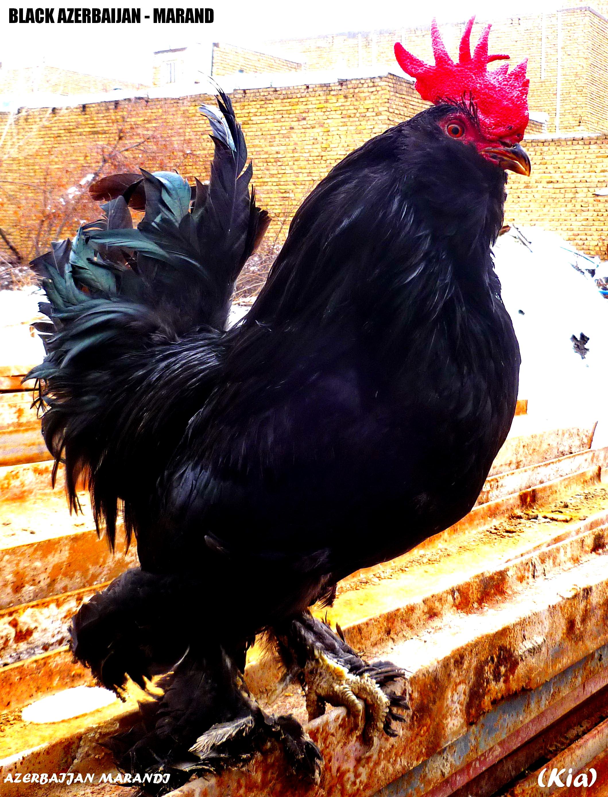 rare poultry
marand 
black Aerbaijan