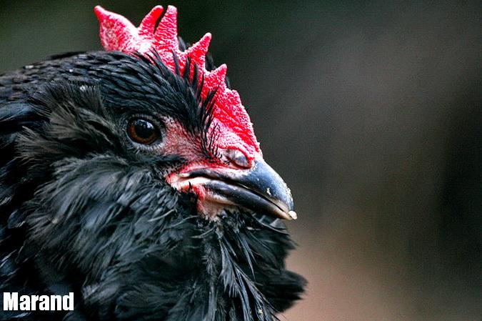 rare poultry
marand
black Azerbaijan