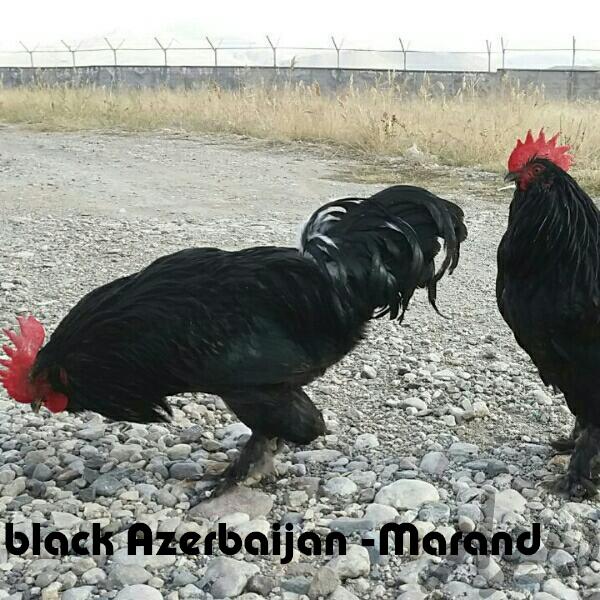 Rare Poultry marandi 
Traditional Rare Breeds marand 
black Azerbaijan