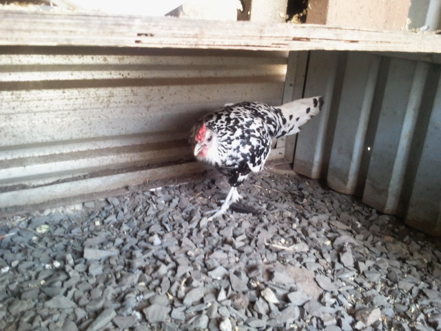 Rare silver spangle hamburg hen