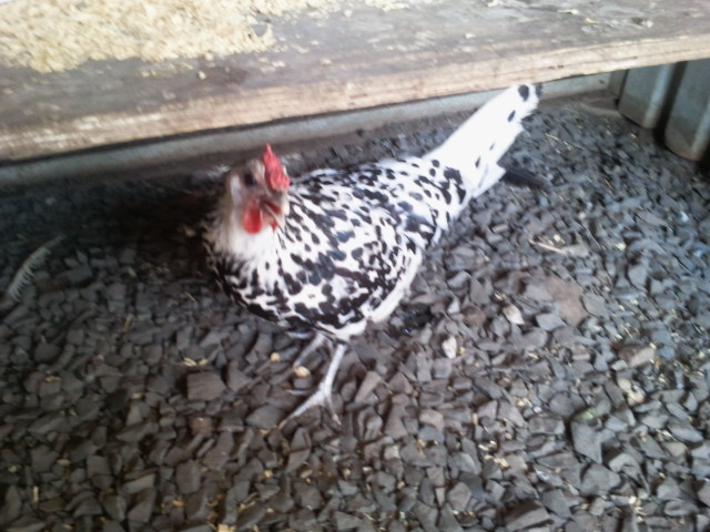 Rare silver spangle hamburg hen