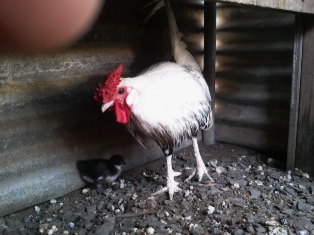 Rare silver spangle hamburg rooster with chick