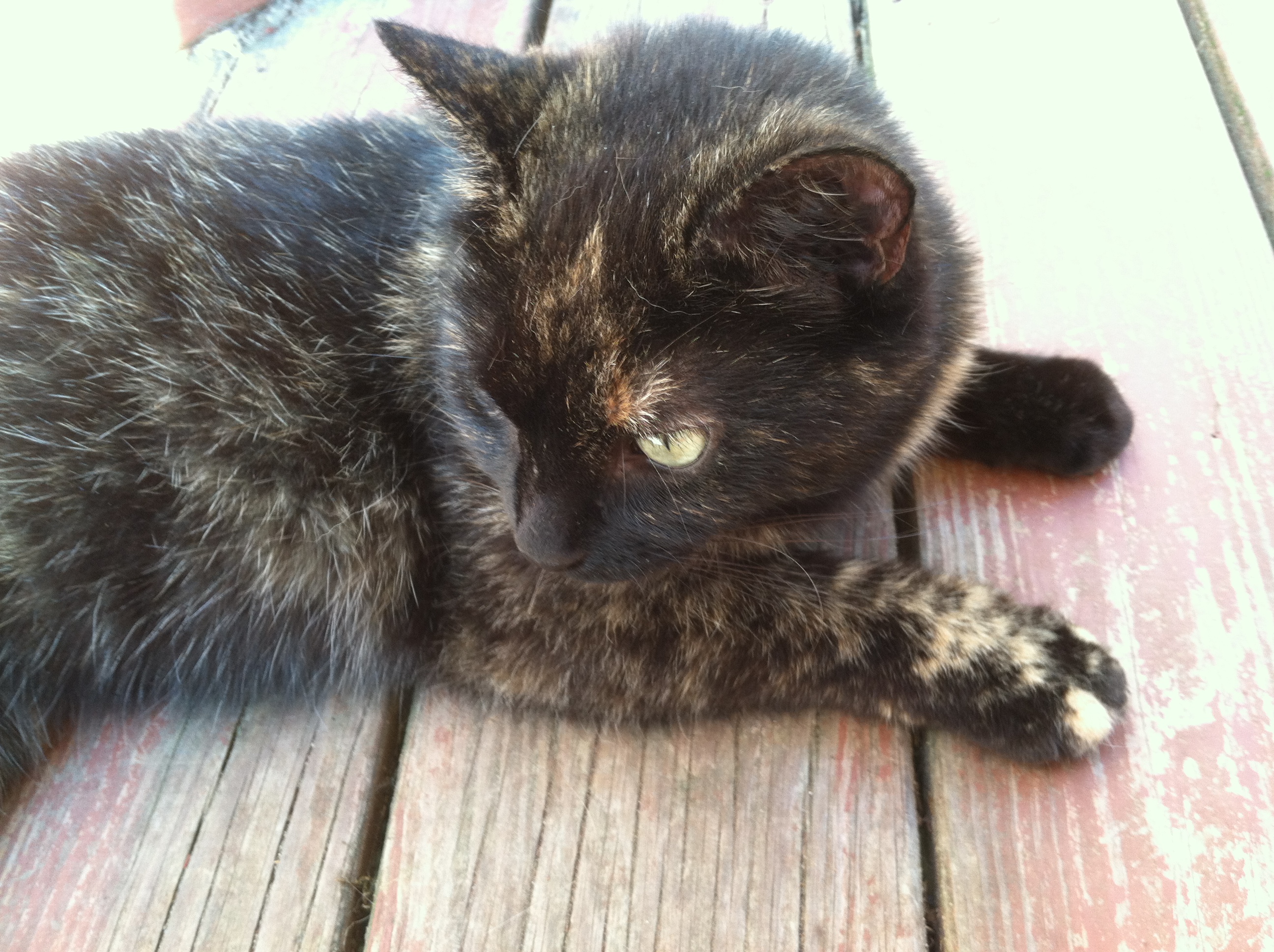 rascle - cat