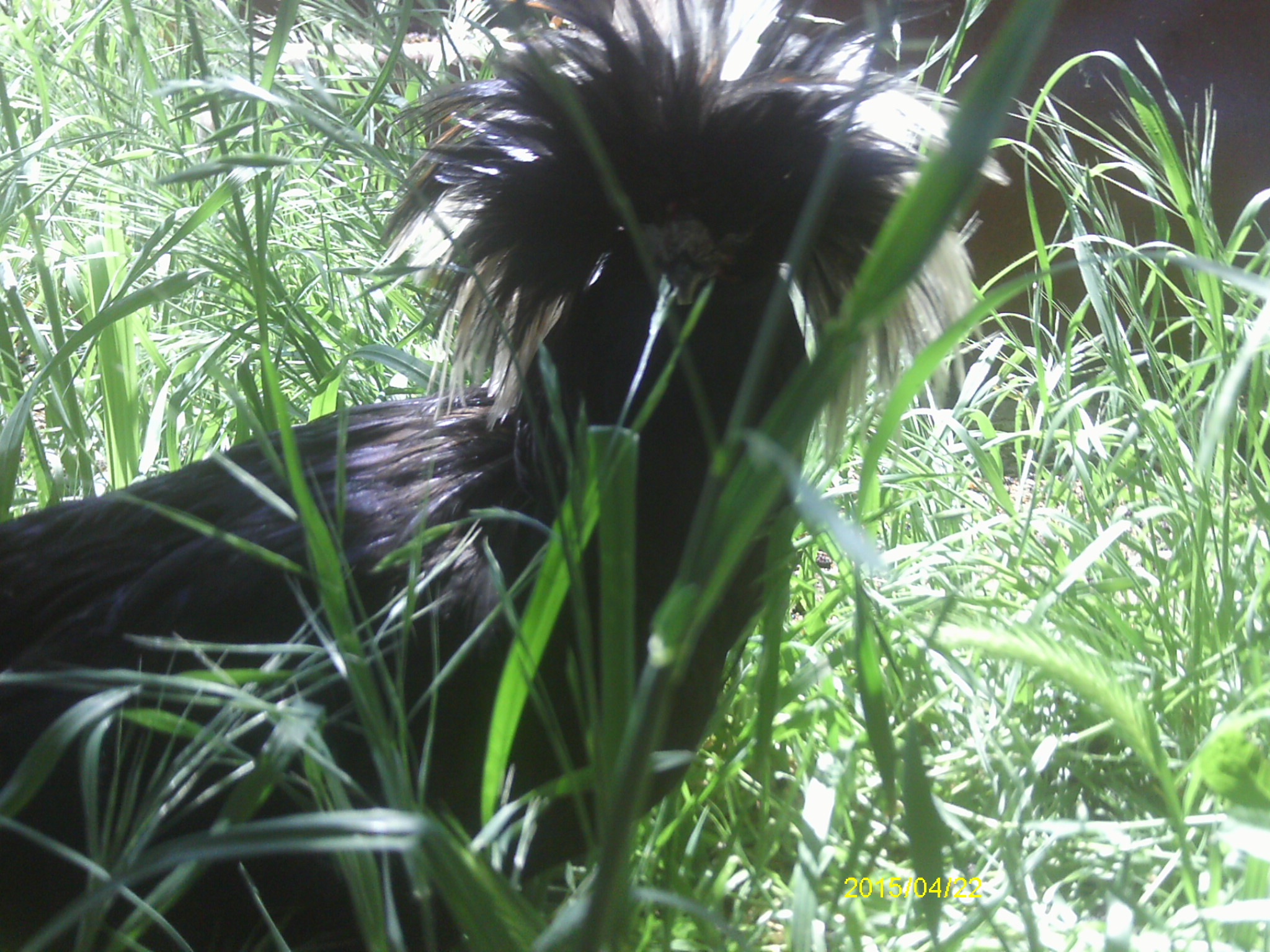 Rasta Rooster, in stealth mode....