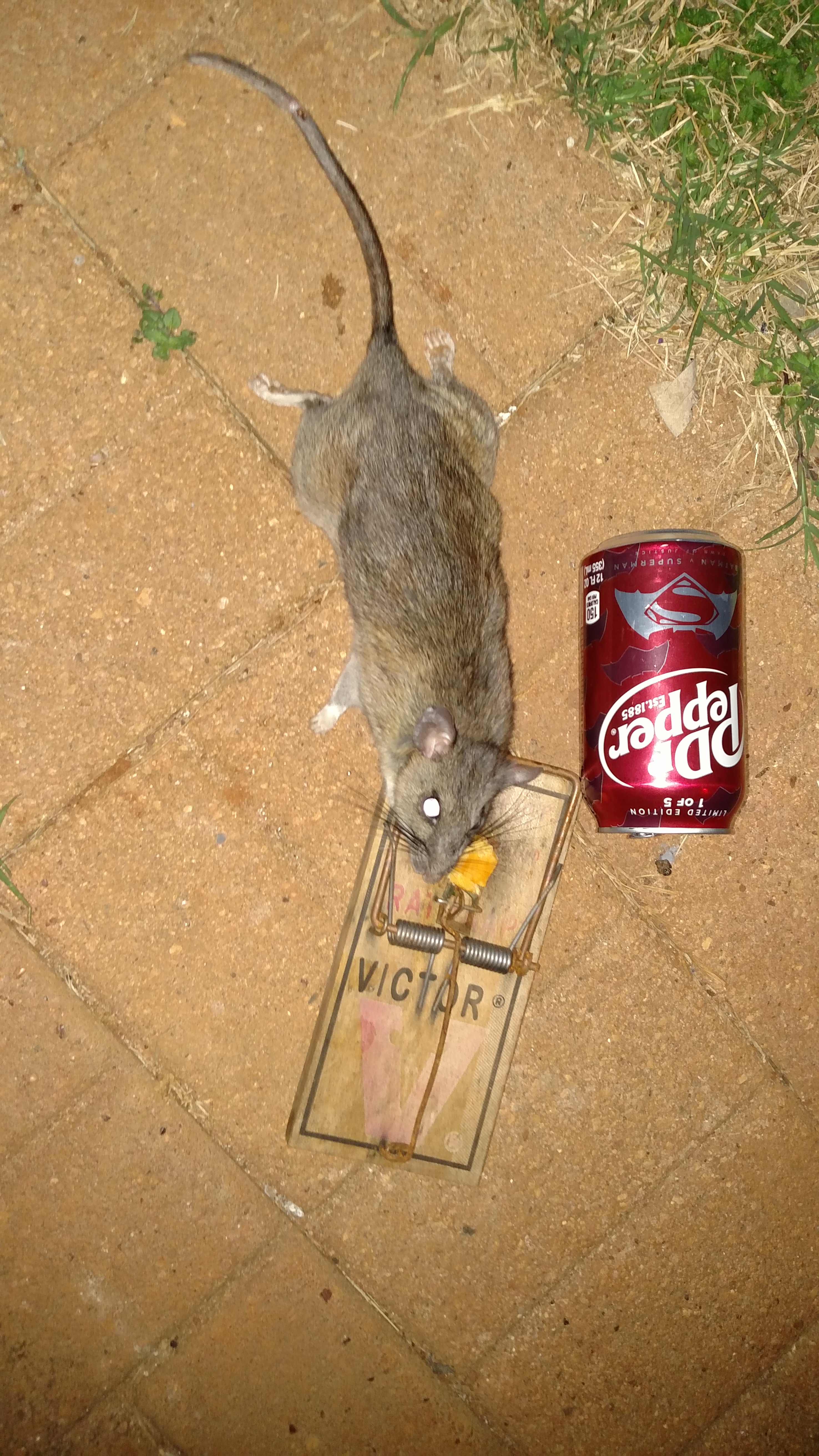 Rats are a constant battle.  Put the Dr. Pepper can in pic for perspective.  Got this one not 30 minutes after I put out trap tonight.