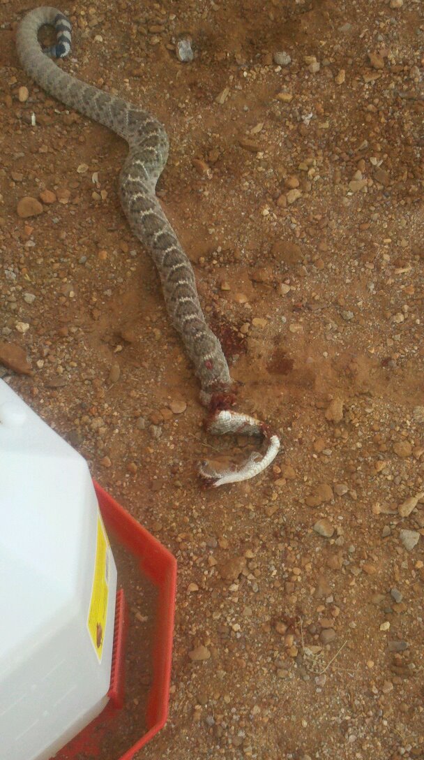 rattler
