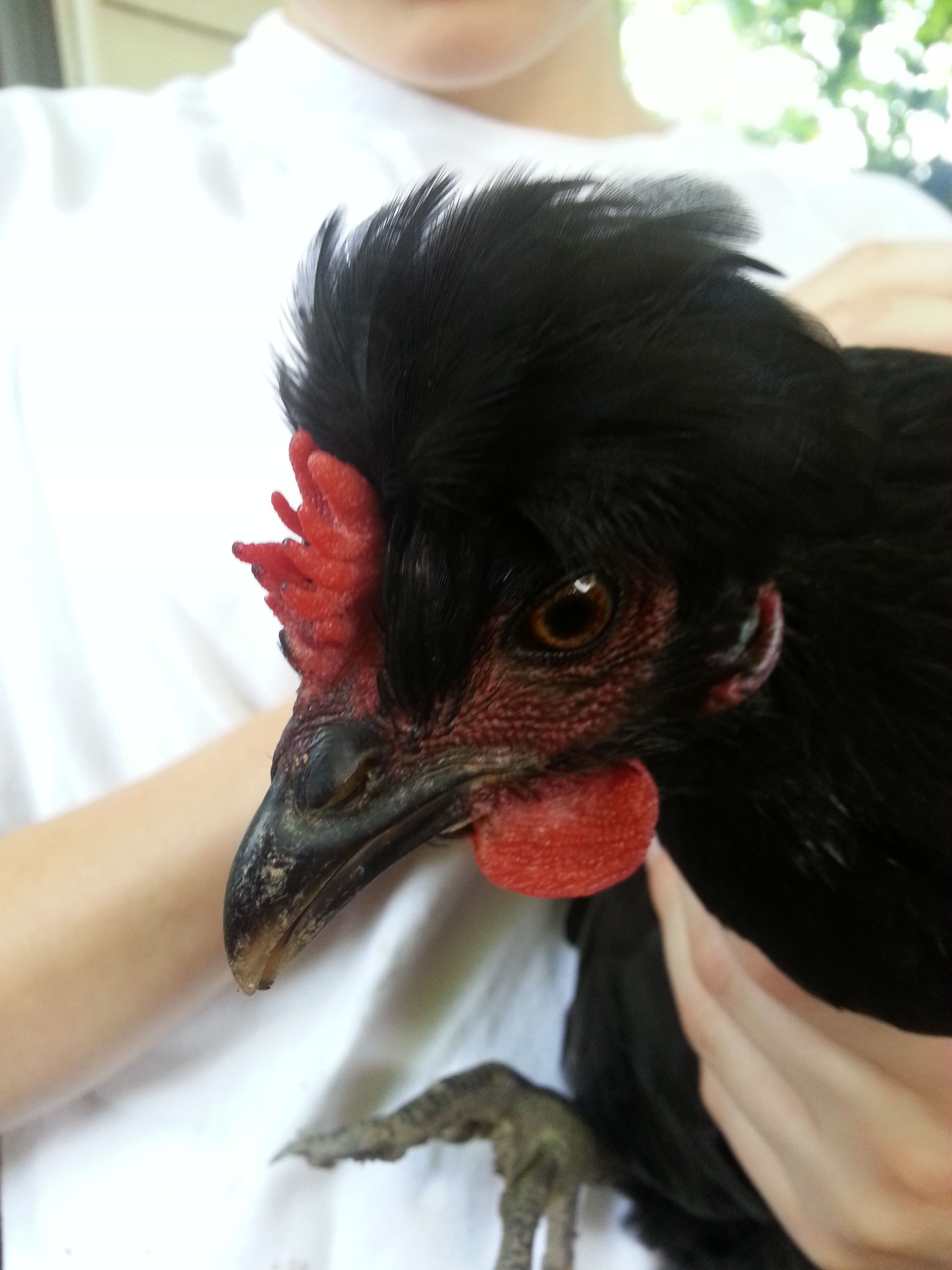Raven 4 months old