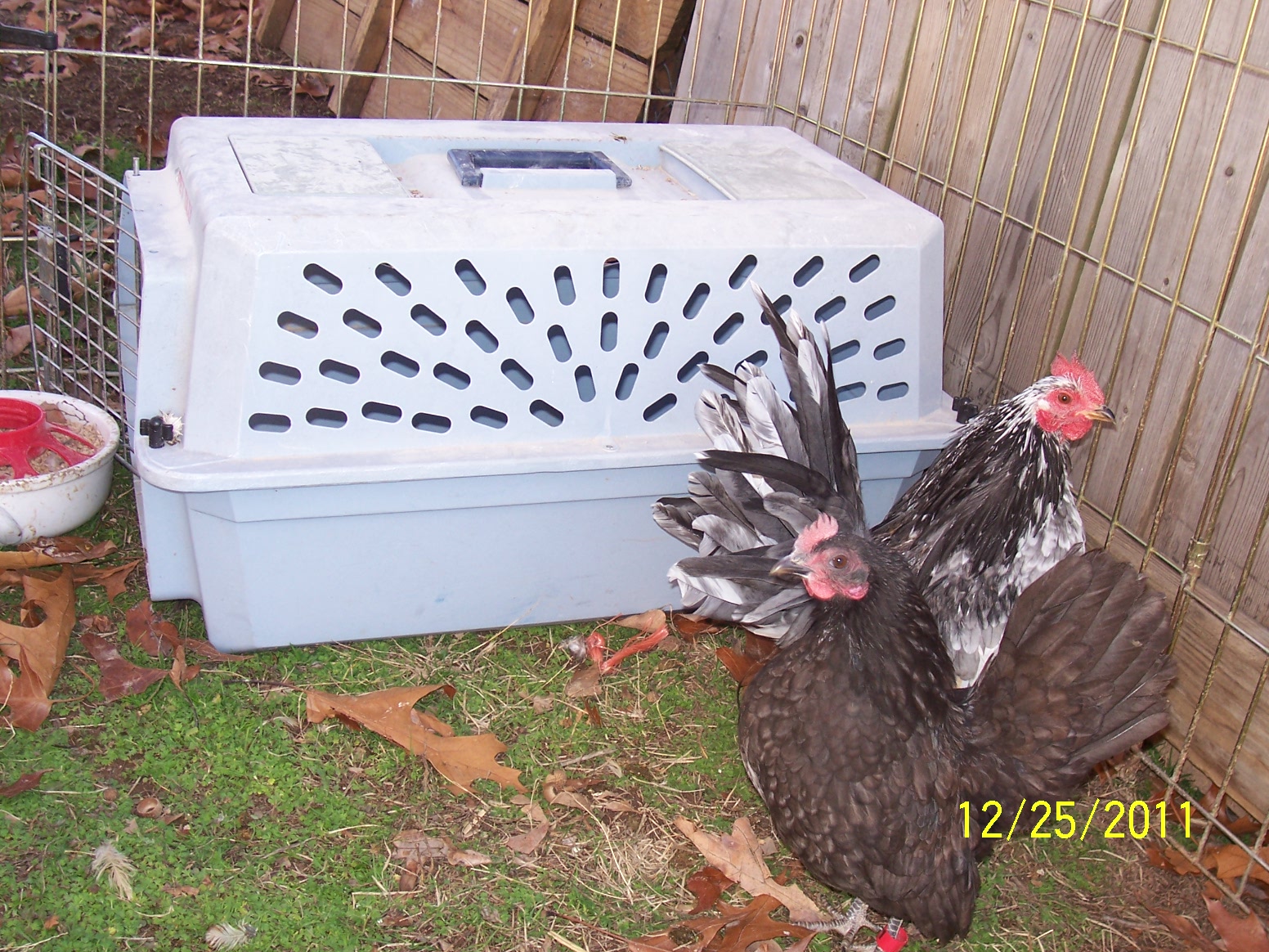 Raven and Rhapsody enjoying outside on Christmas day 2011