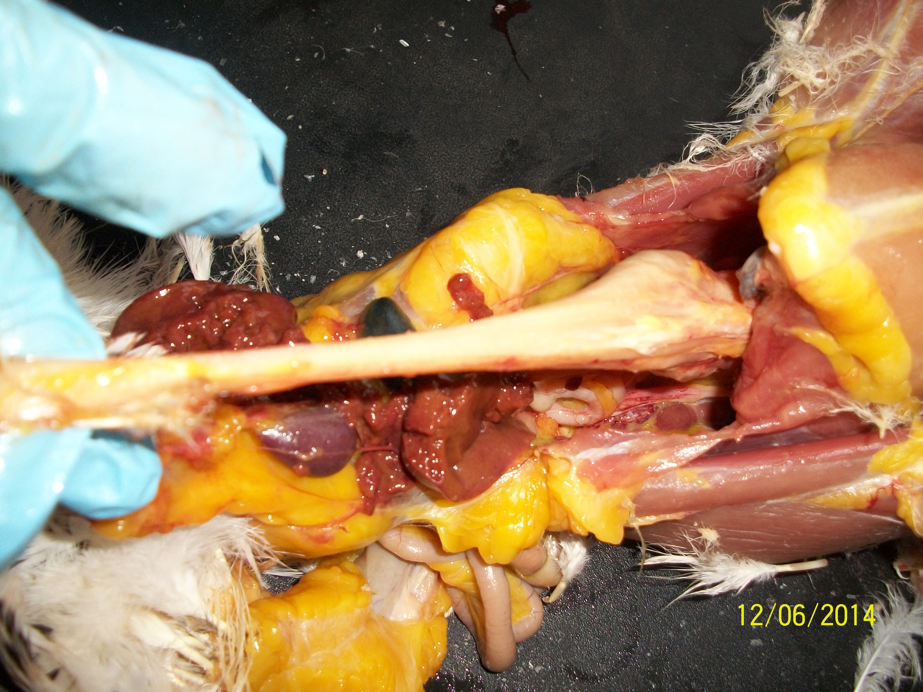 Reach in past all the organs, grasp the whole bulk and pull steadily downward.  The last thing to be pulled out with this move will be the crop, esophagus and trachea that was loosened earlier.