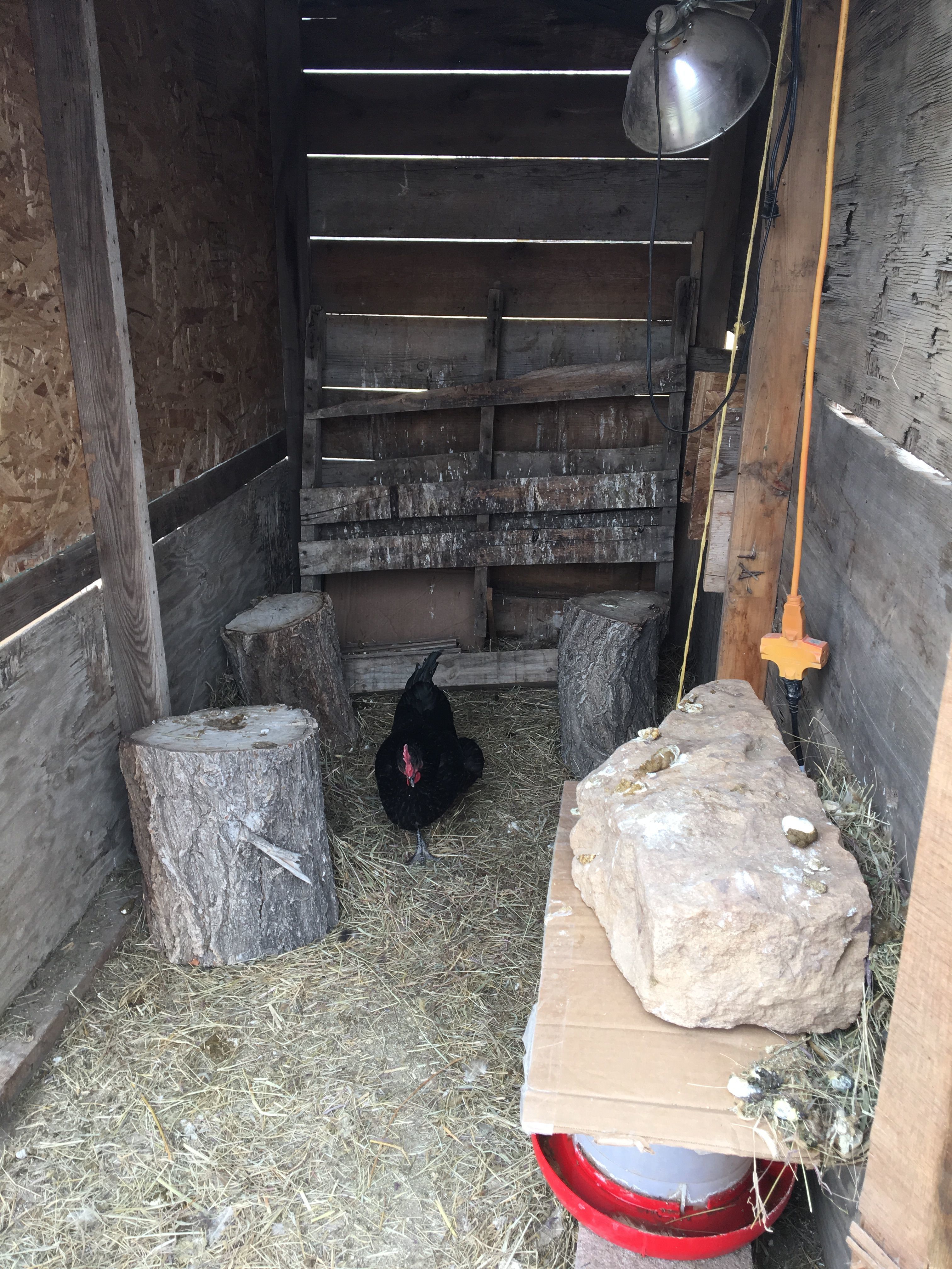 Ready for some updating to accommodate the growing flock