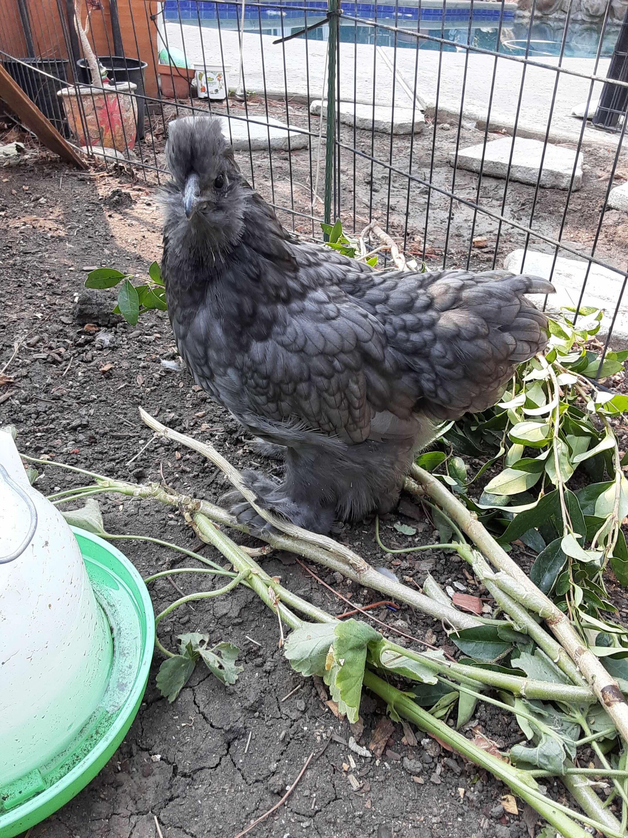 Ready to join the flock