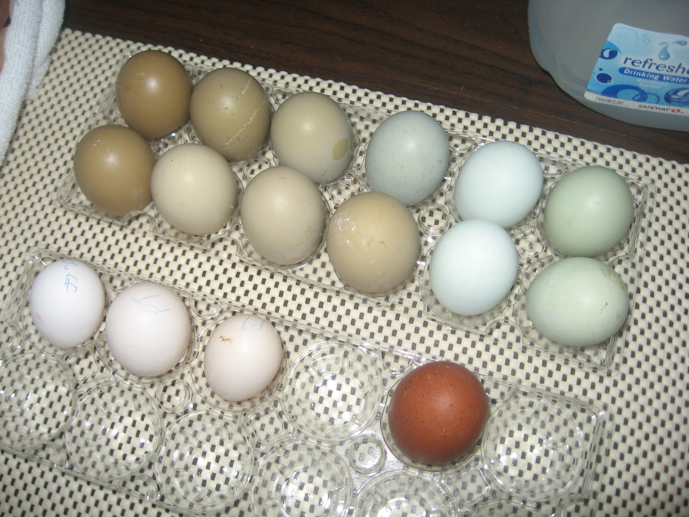 Ready to set: F1 & F2 Olive eggers, Easter Eggers and possibly an Ameracauna or 2