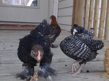 Really cool browns and white, must be a mottled, is now the biggest of all and I expect a roo though the neck feathers aren't definite yet, and the tail feathers are really big, if that actually matters :)