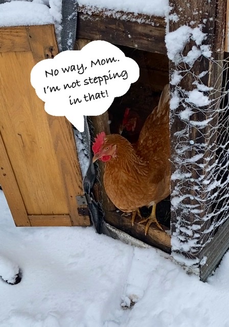 Realsnow.jpeg