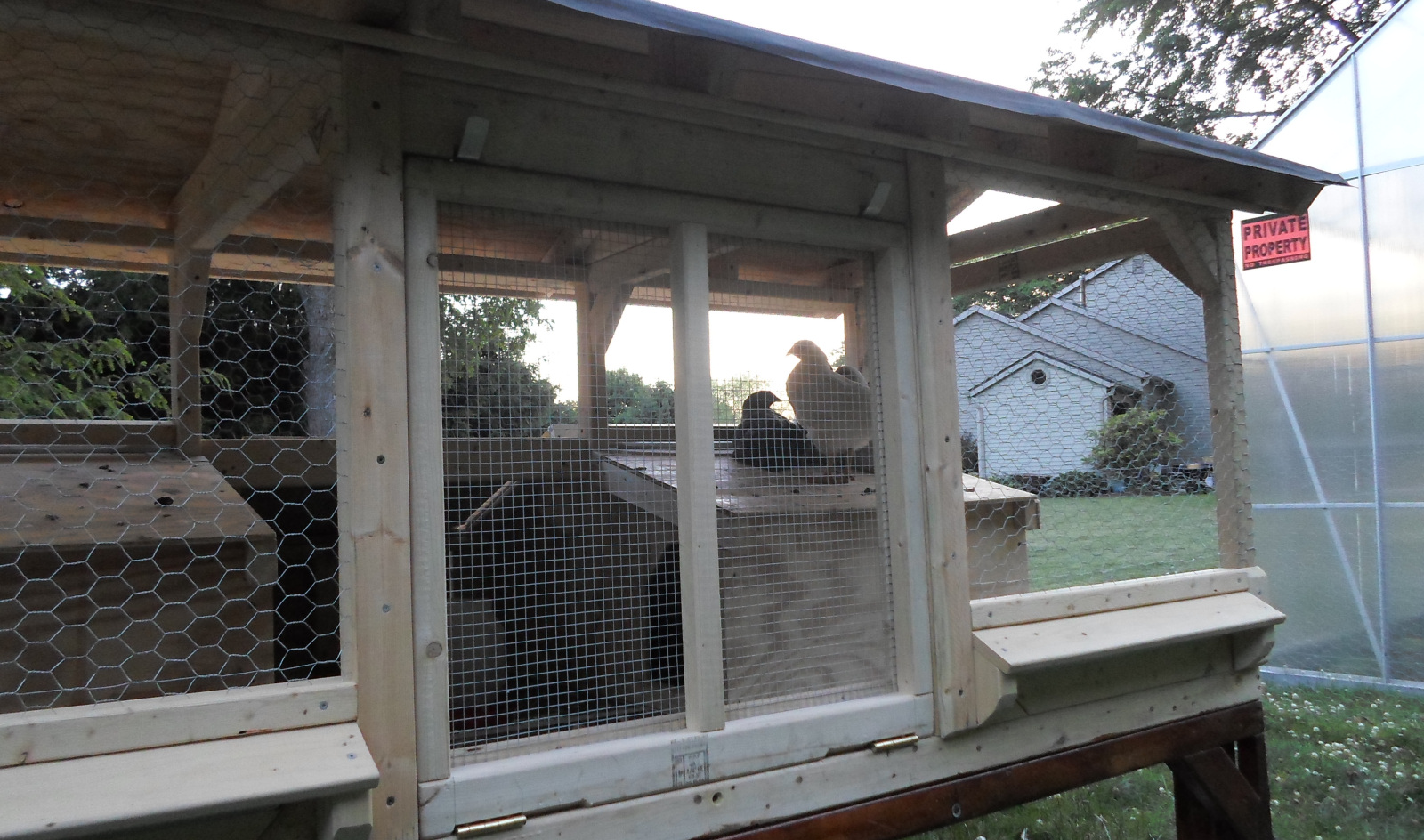 Rear side of coop with back-door ramp. 

Custom made dual-latches, keeps door tightly and safely shut. 

It also serves as the ramp so they can walk in and out easier.