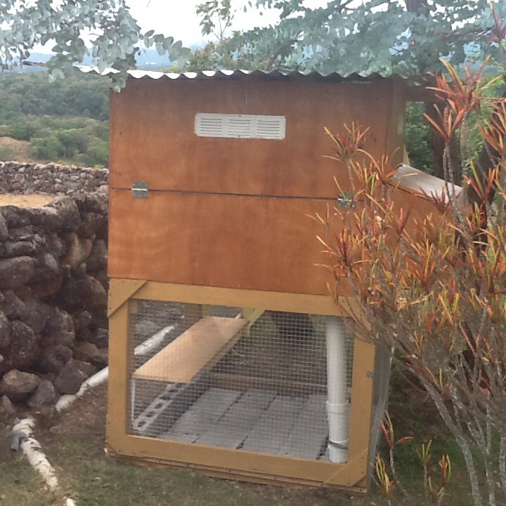 Rear view of coop.  Clean-out door for coop.  Bottom gate opens for rear access to run.

Shelf below coop to support 5 gal water reserve for siphon-fed watering system.  White capped 4" PVC gravity fed feeder replenished from inside of coop