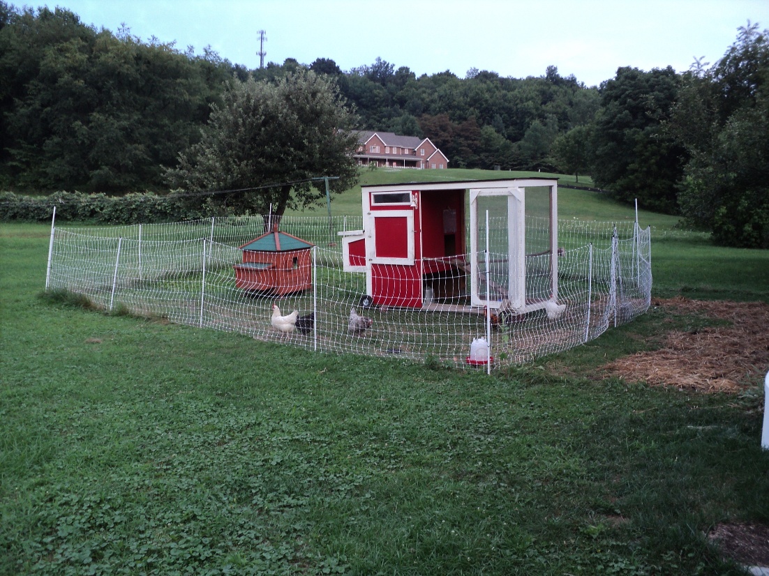 rearranged the Chicken Yard