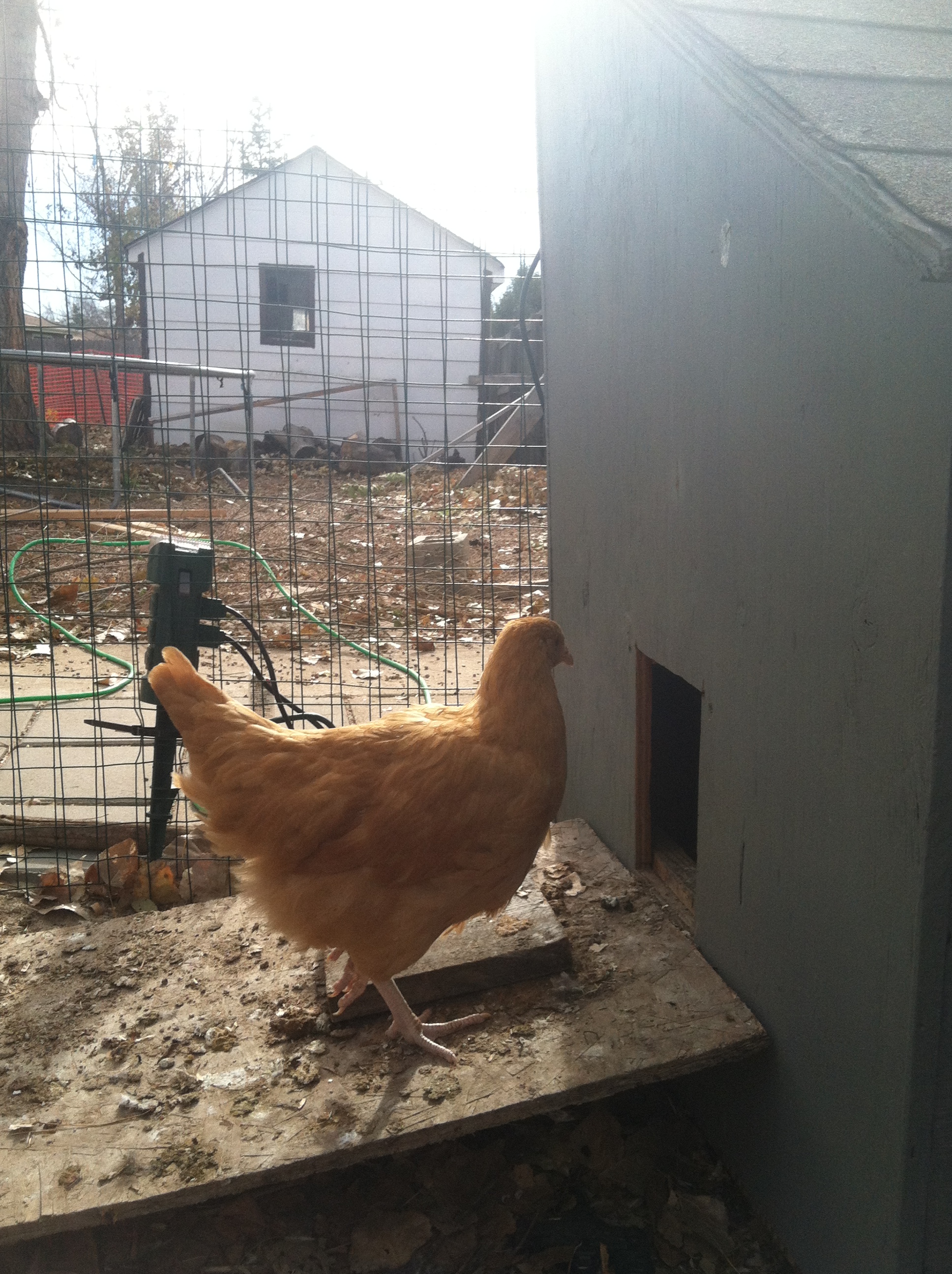 Reba a Buff Orpington