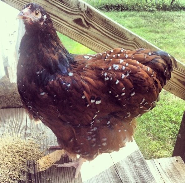 Reba on our deck.