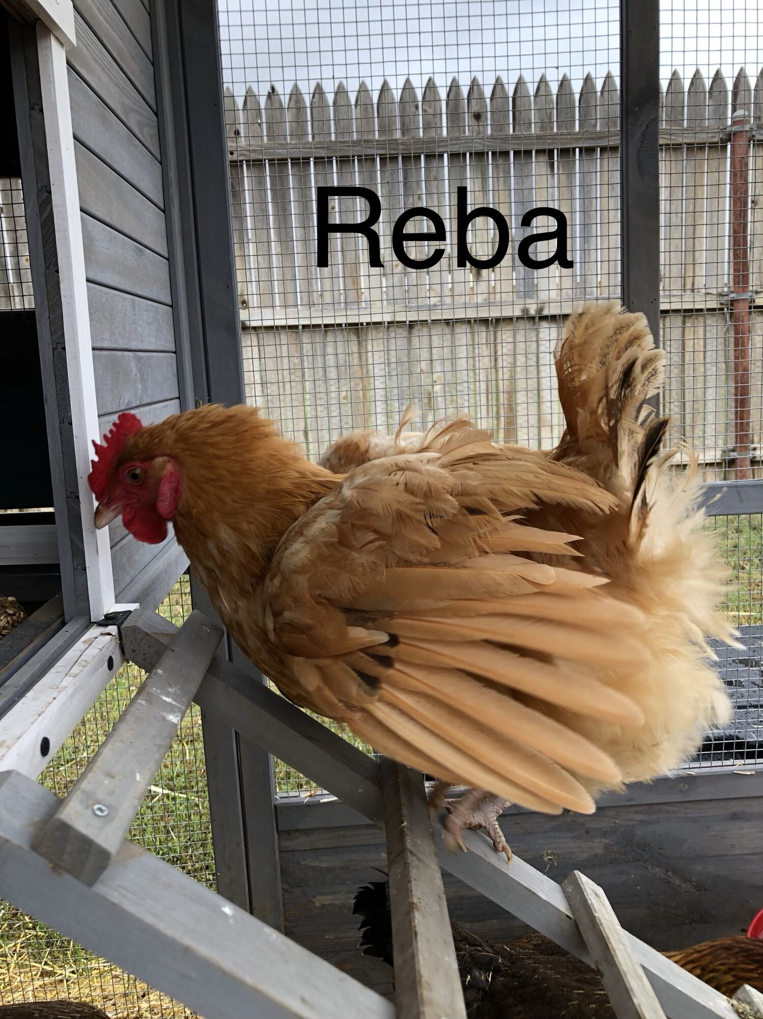 Reba
