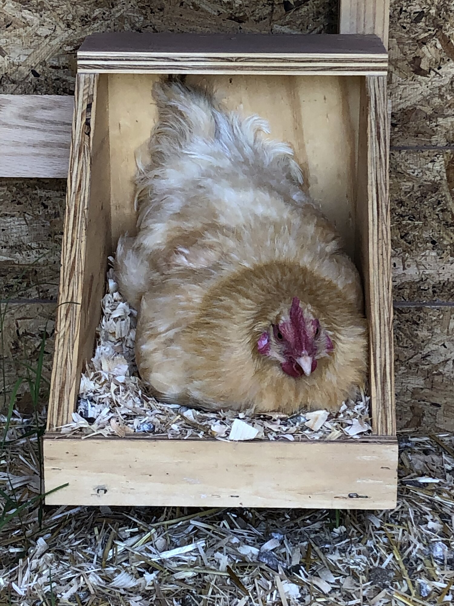 Reba