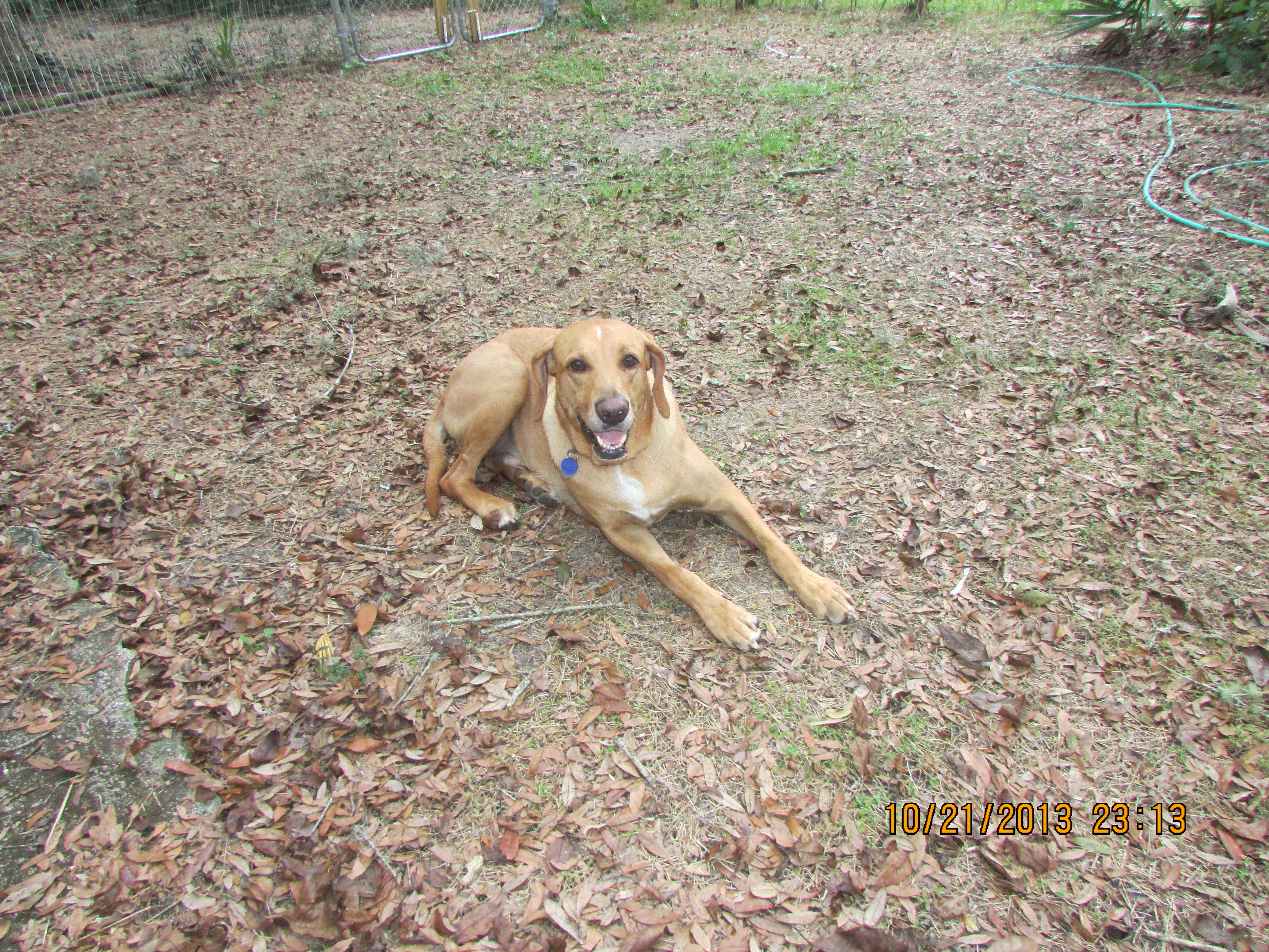 REBEL, He is a rescue Red Bone Coonhound.