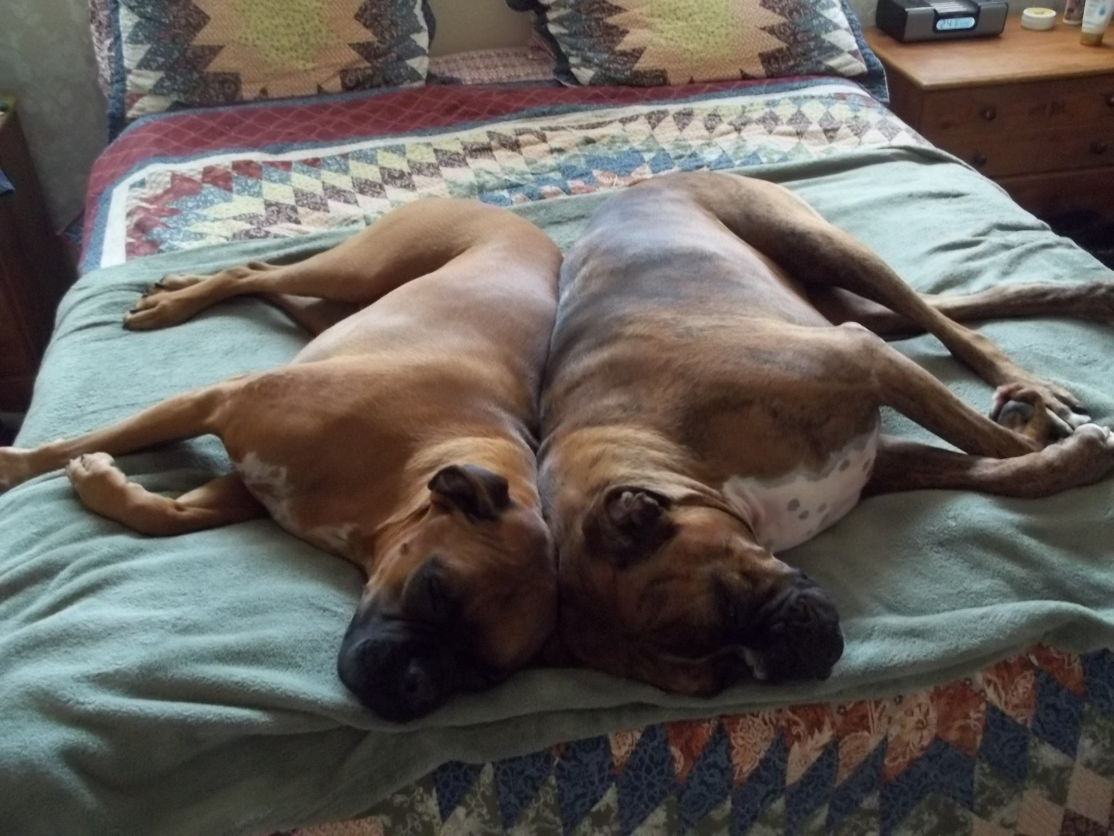 Rebel & Rosie my boxers