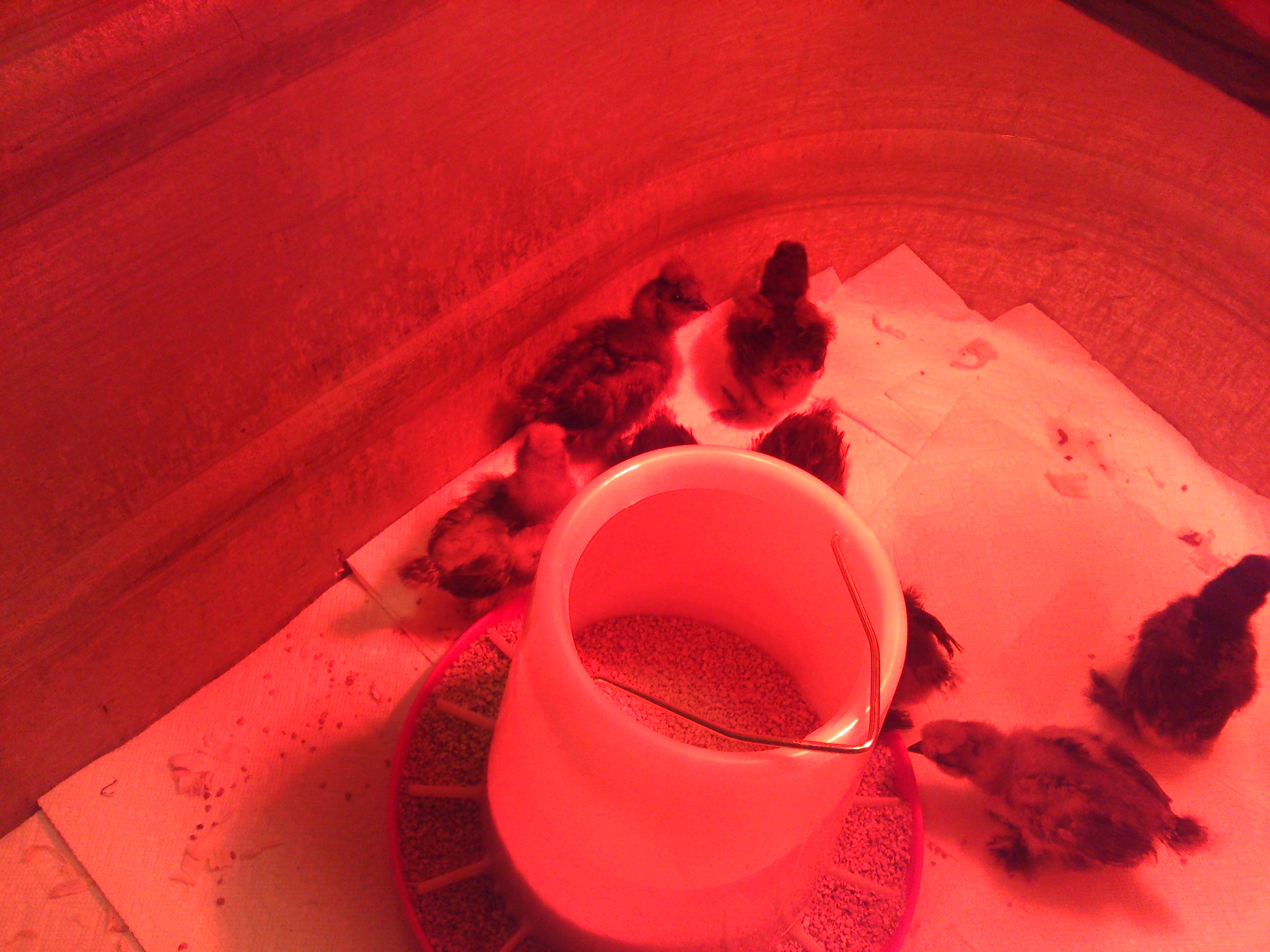 Received on November 4th, 2014. Batch of Black Bearded Silkies and Blue Bearded Silkies