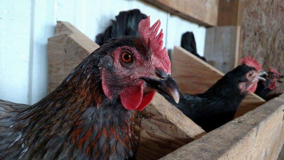 Received_10207553166305813