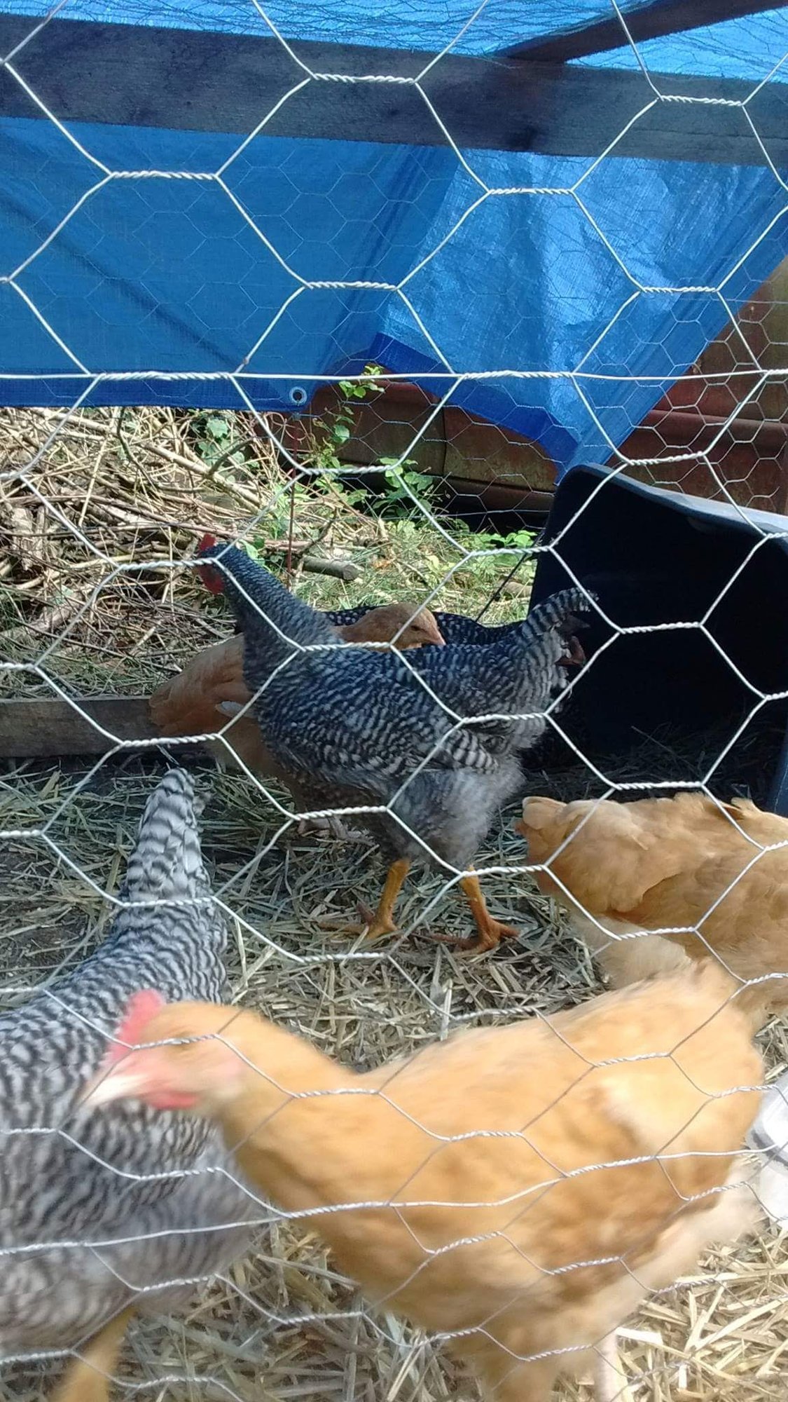 Received_229440314242501