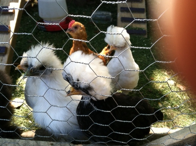 Recent pic of the chicks