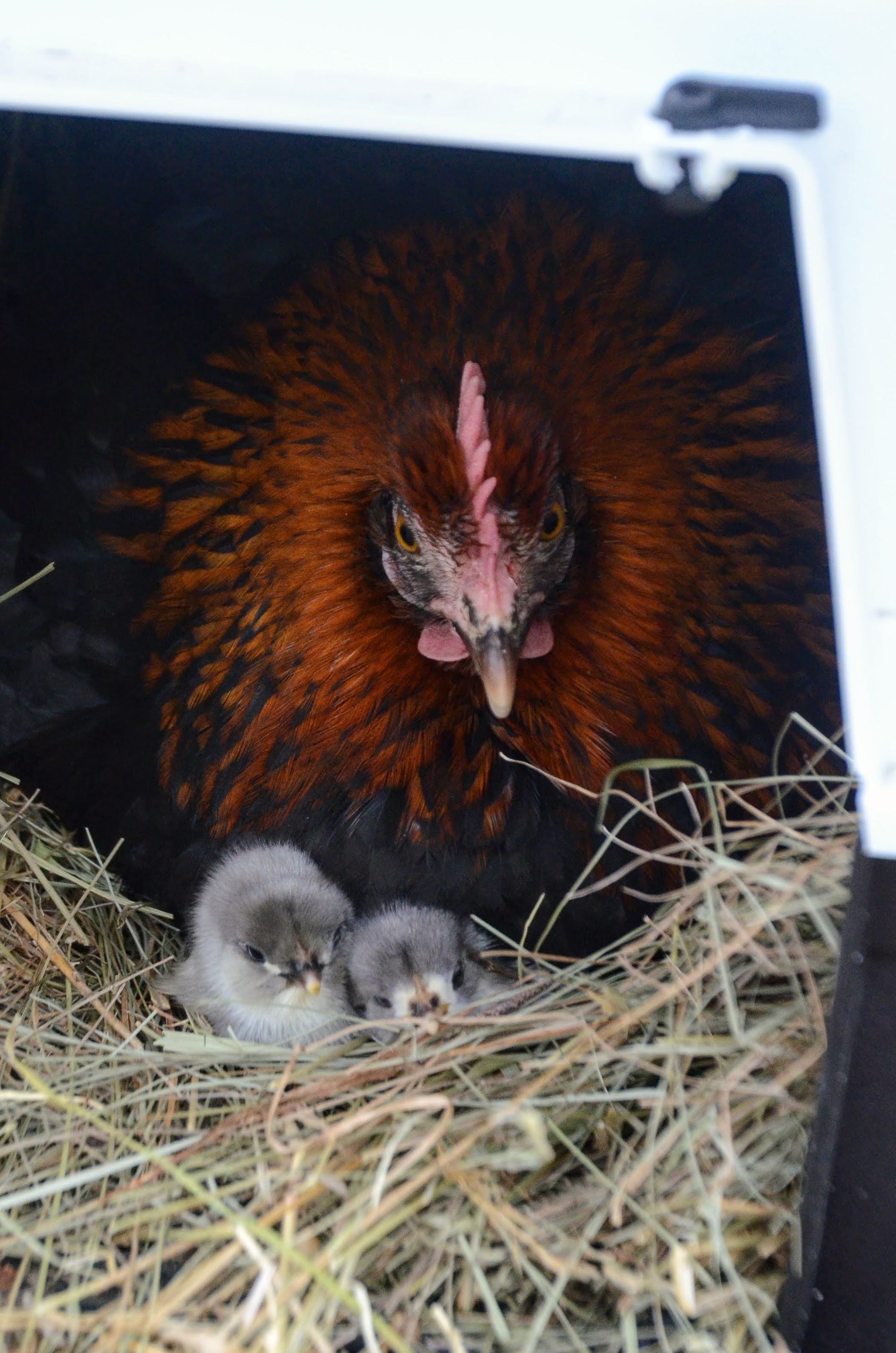 recently hatched