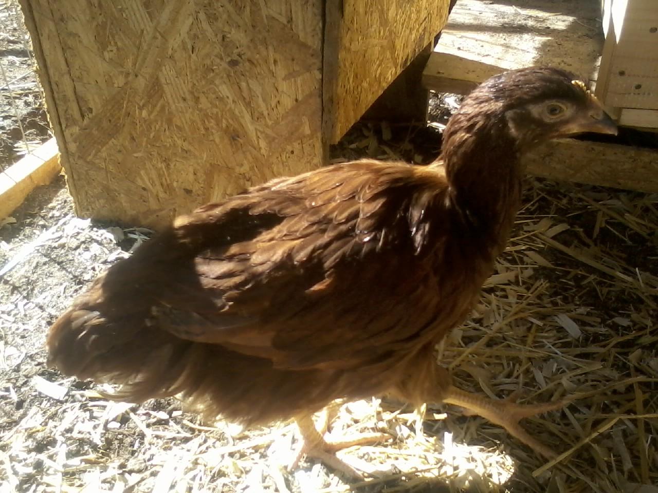 Red an Rhode Island Red