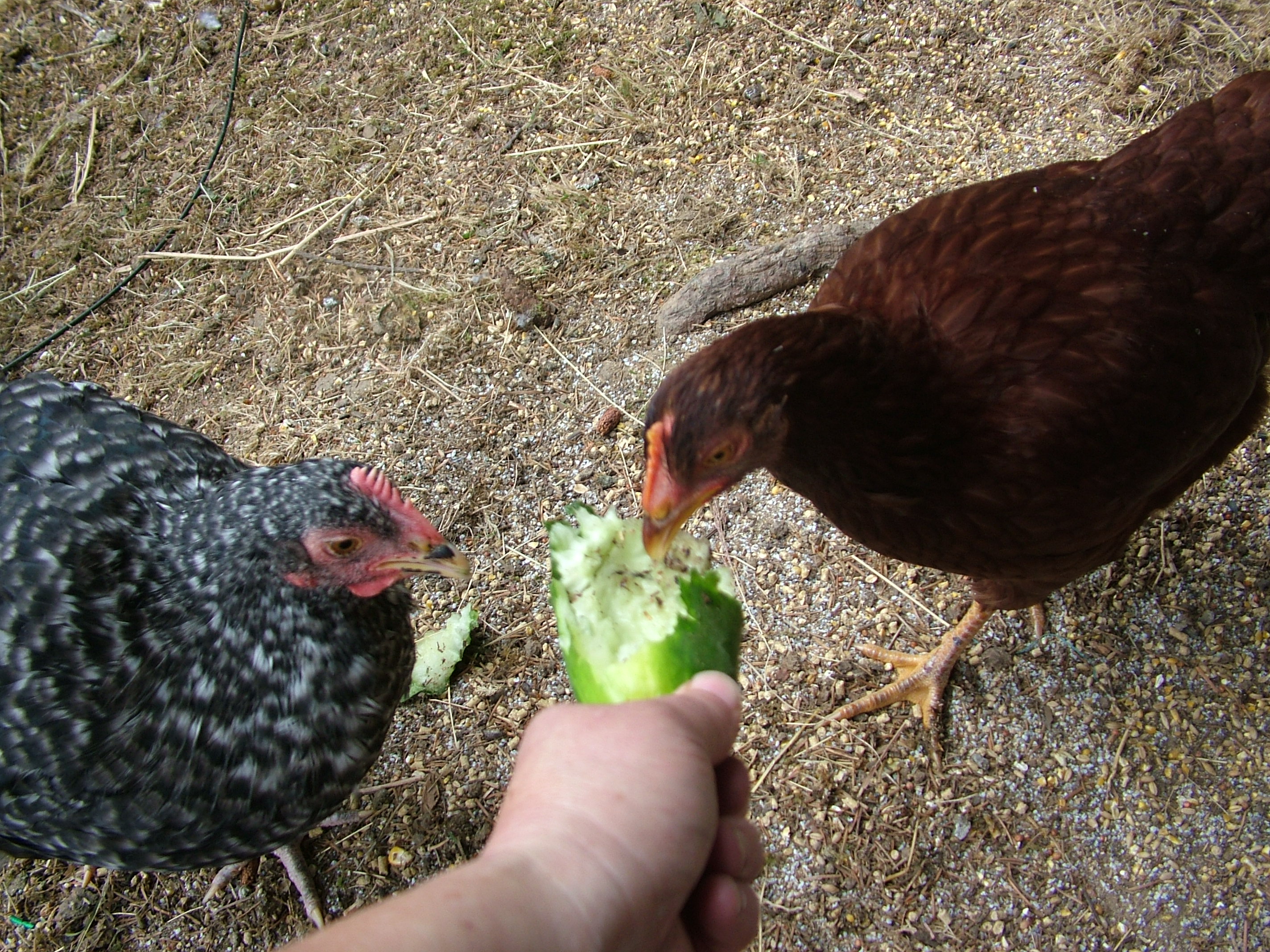 Red and Ruby my Silver Cuckoo Maran don't hang much side by side so I was a bit surprised when Ruby came up for a peck at the cuke.