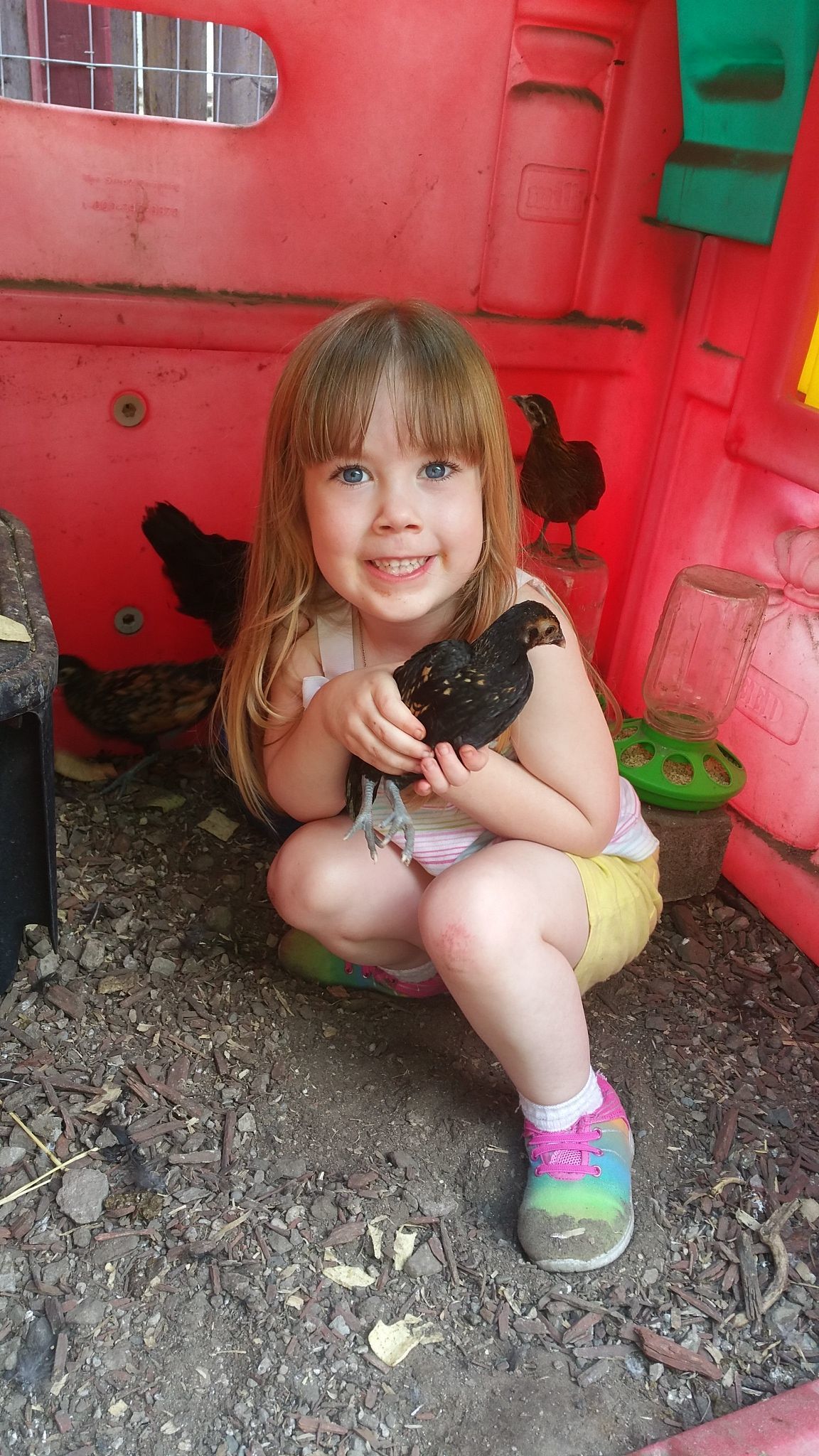 Red, bantam chick