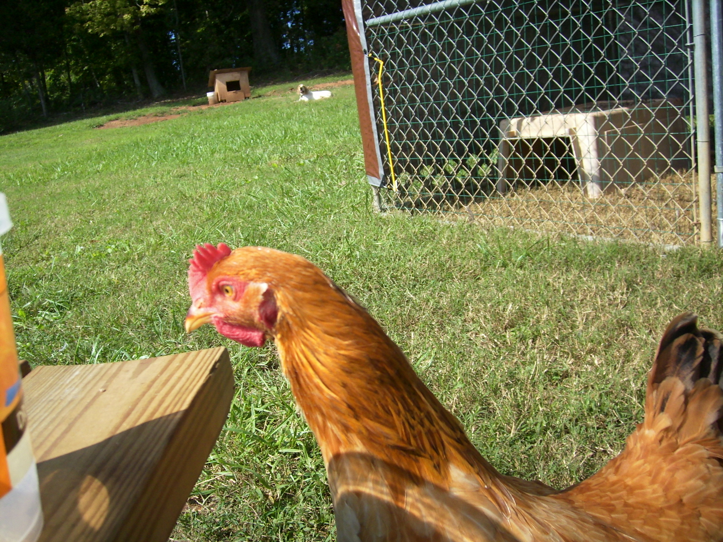 Red being nosey trying to see what is up on the bench.