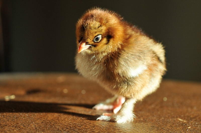 Red Cochin Bantam
