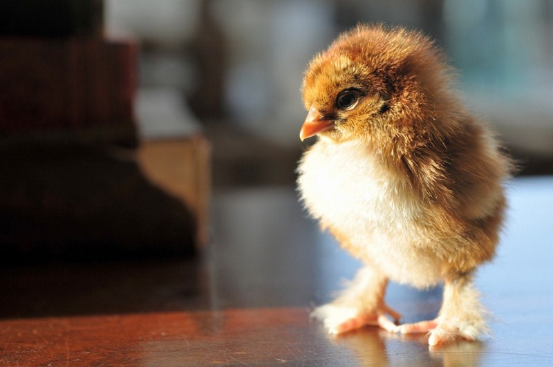 Red Cochin Bantam