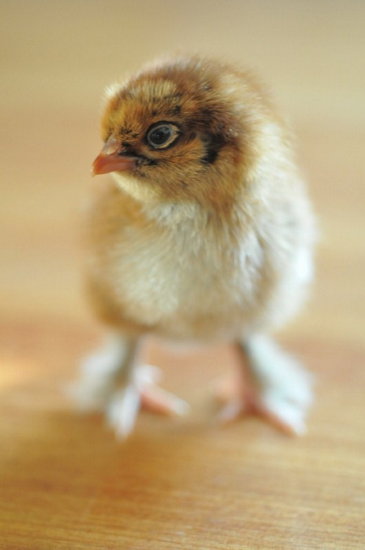Red Cochin Bantam