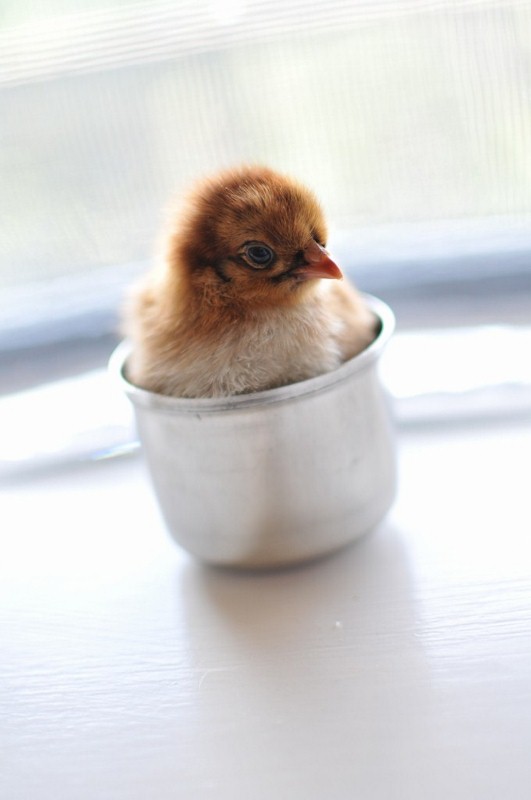 Red Cochin Bantam