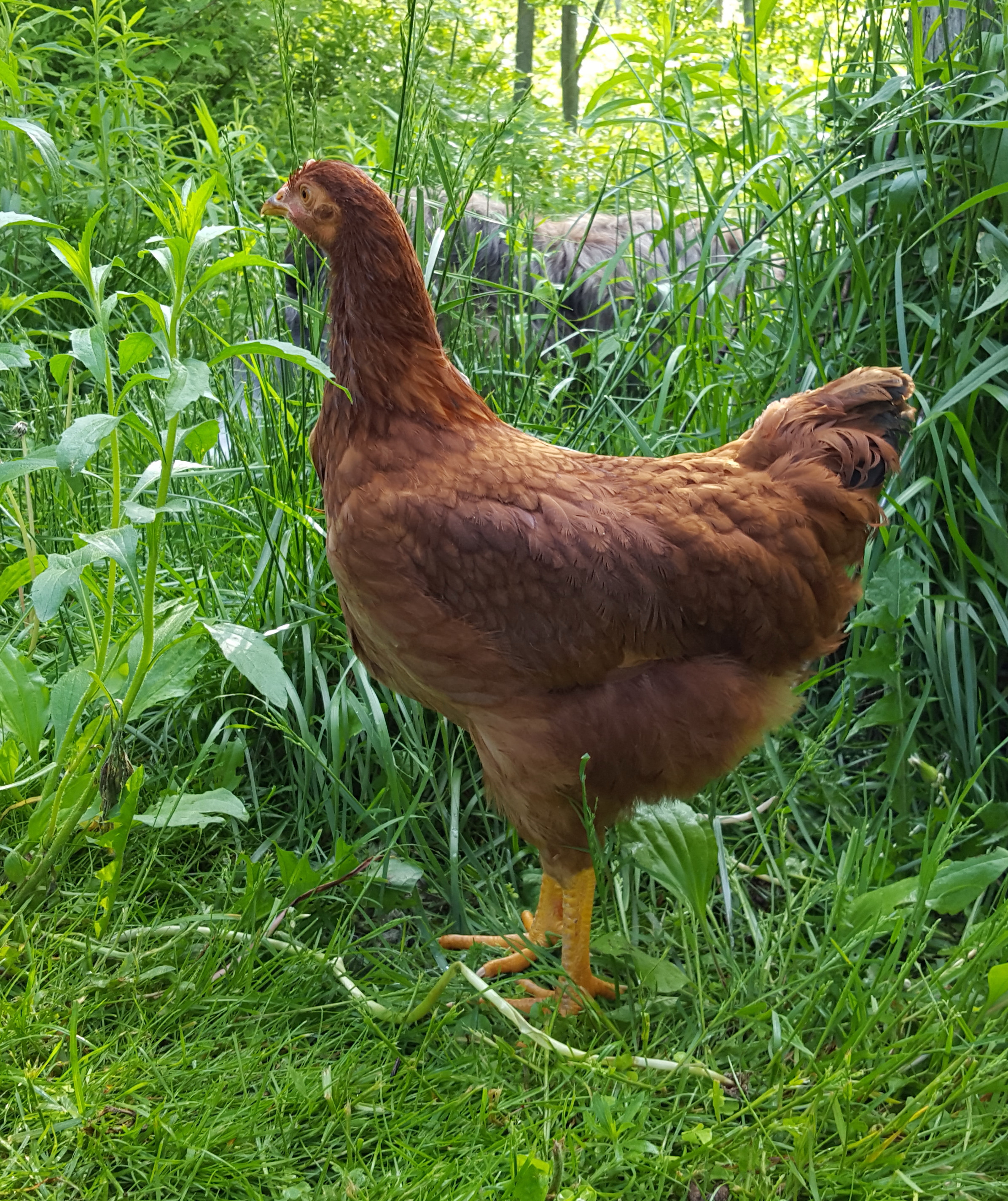 Red Cross hen, 12 weeks