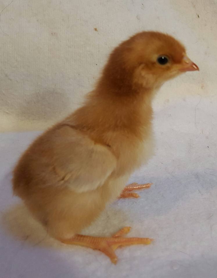 Red Cross pullet, 3 days old