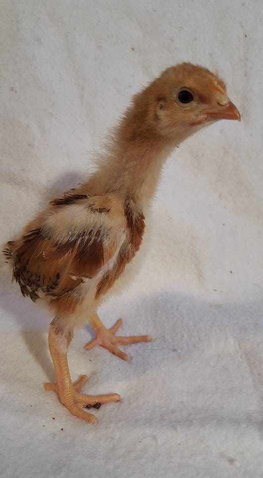 Red Cross pullet