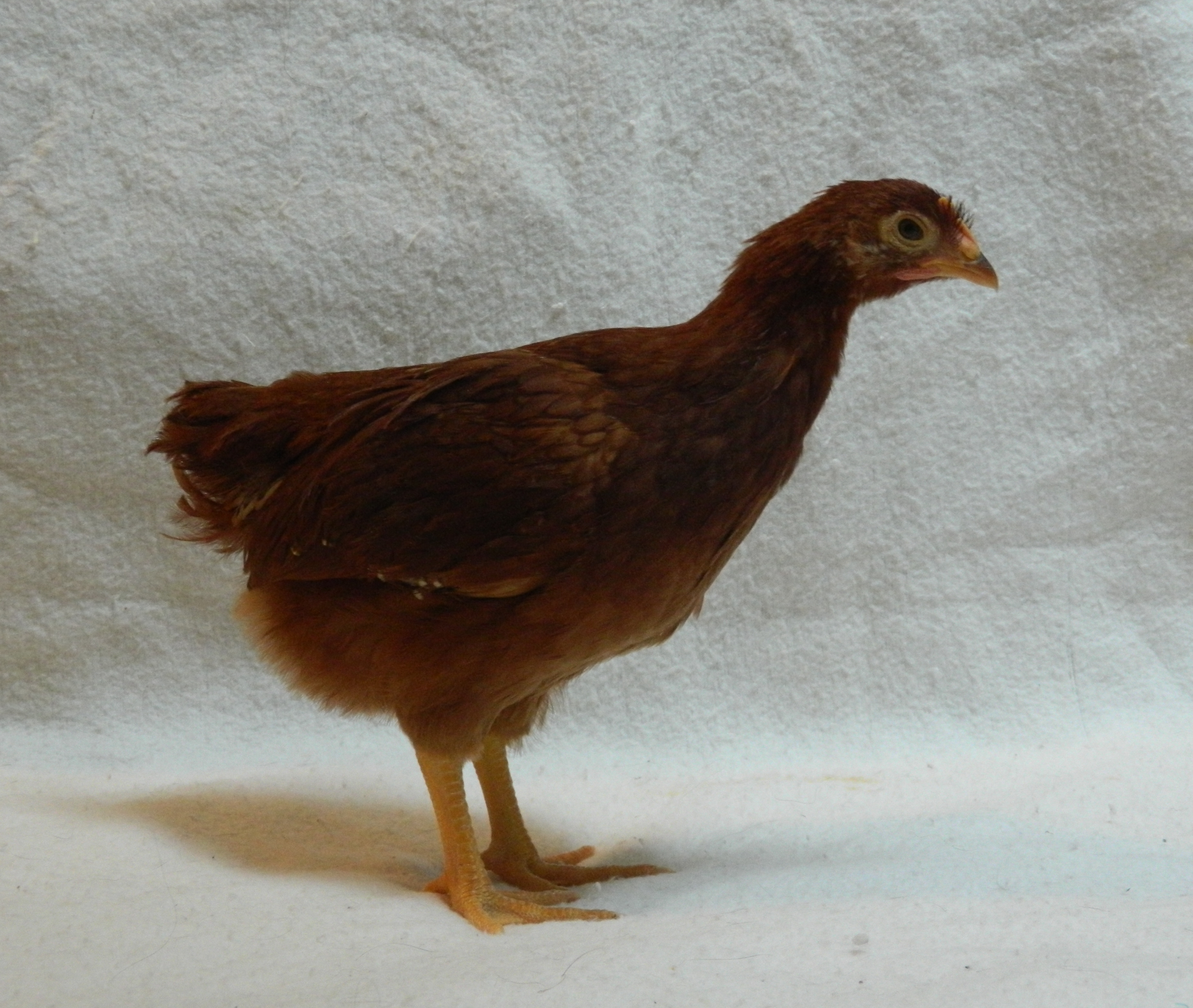 Red Cross pullet