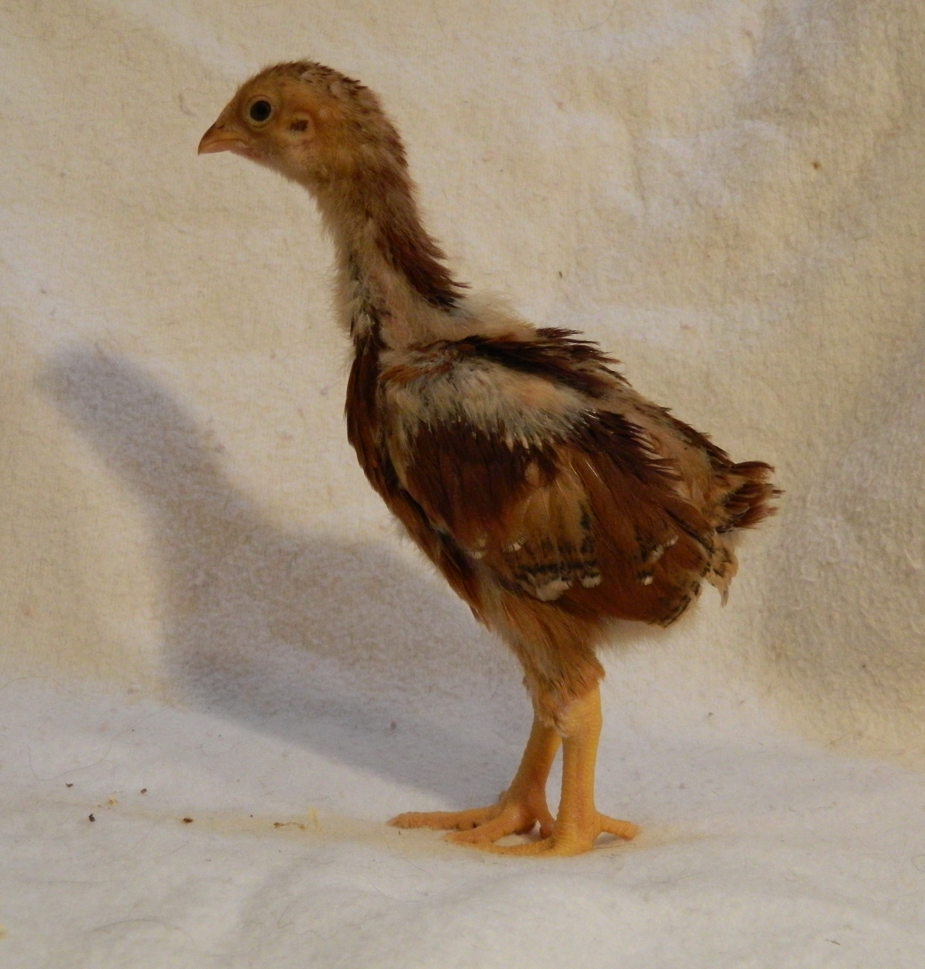 Red Cross pullet