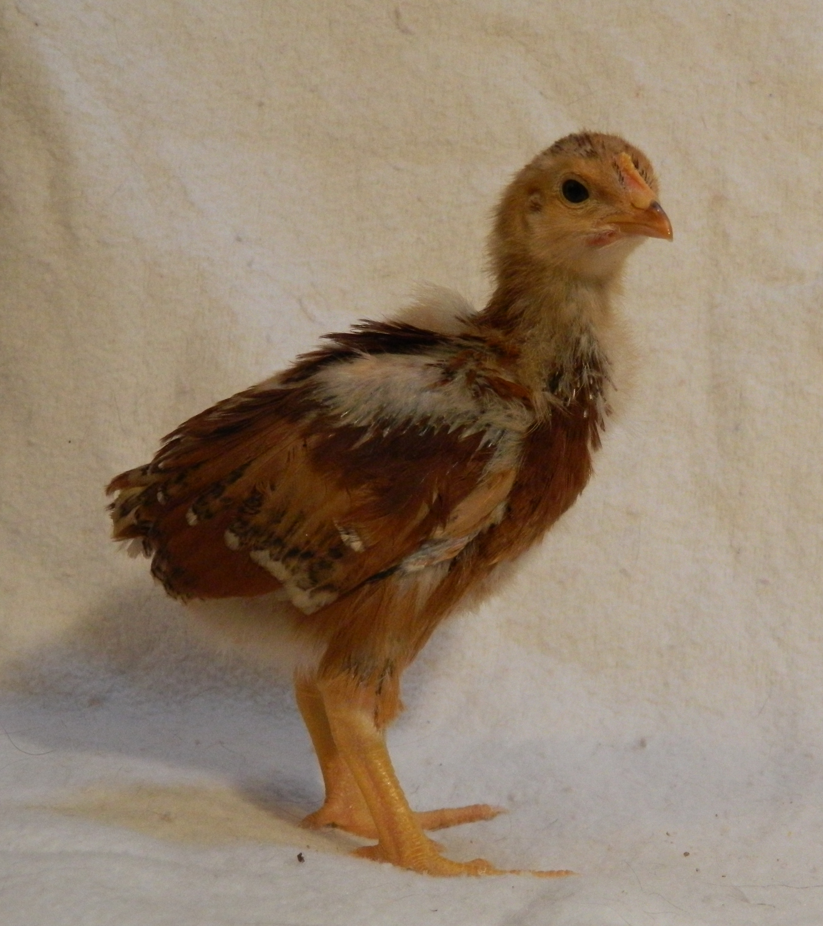 Red Cross pullet