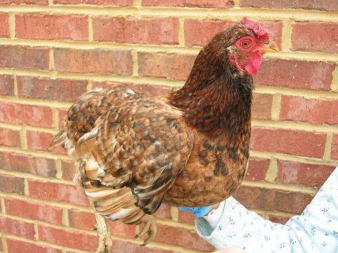 Red Dominique Hen